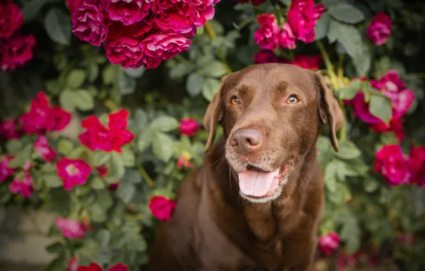 Picture flowers, roses, dog, rose Bush