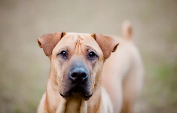 Look, each, dog