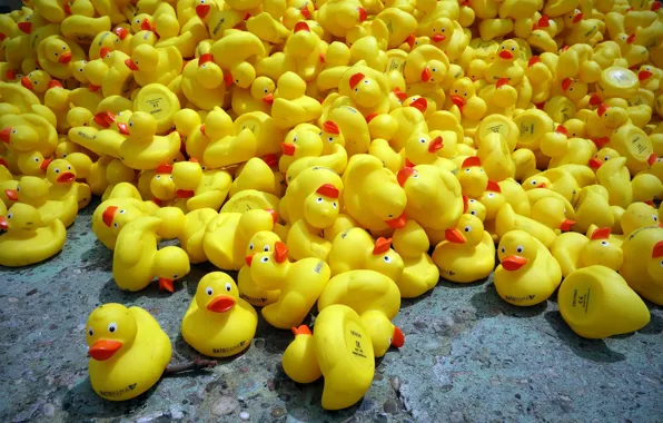 Picture background, toy, duck