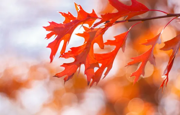 Autumn, leaves, nature