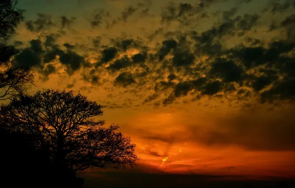 The sky, clouds, sunset, tree, silhouette