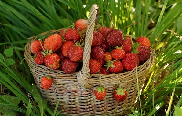 Picture berries, basket, strawberry