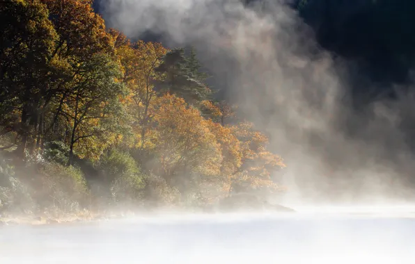 Picture forest, mountains, fog, lake