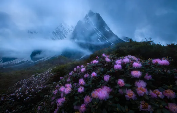 Flowers, mountains, fog, slope, haze, pink, twilight, the bushes