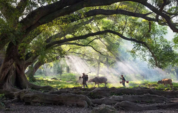 Summer, the sun, rays, light, trees, roots, fog, people