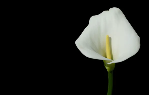 Picture flower, the dark background, Calla
