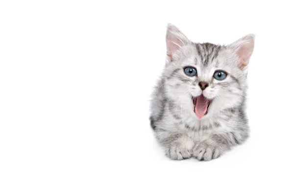 Language, cat, look, pose, kitty, grey, mouth, white background