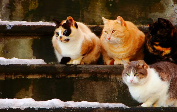 Picture cats, cats, steps, Quartet