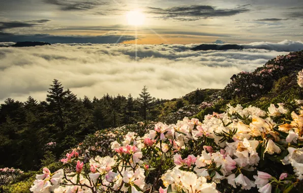 Forest, summer, the sun, clouds, rays, light, flowers, mountains