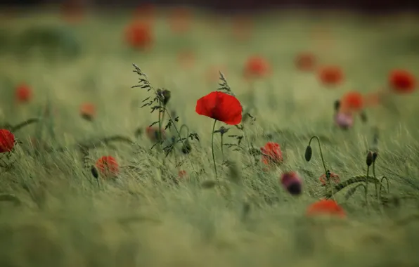 Picture field, summer, flowers, red, Mac, rye, Maki, blur