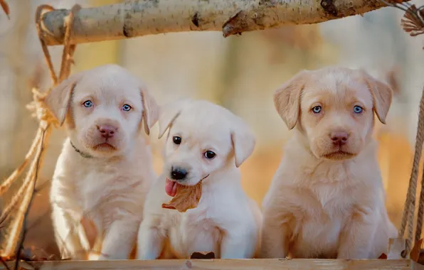 Autumn, dogs, background, leaf, dog, rope, light, puppies