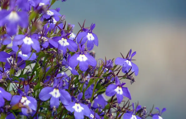 Picture flowers, nature, background, plants