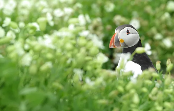 Picture flowers, bird, stalled