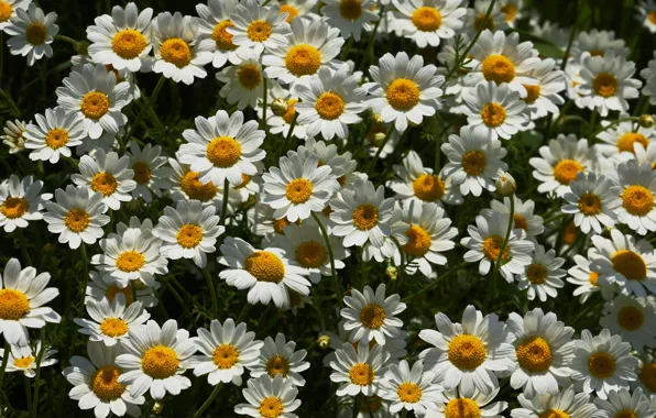 Picture chamomile, a lot, loves me - loves me not
