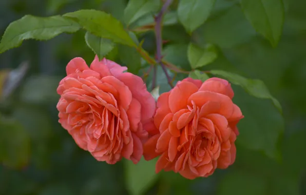 Picture macro, roses, Duo