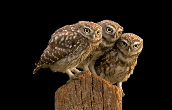 Picture owls, trio, burrowing owl