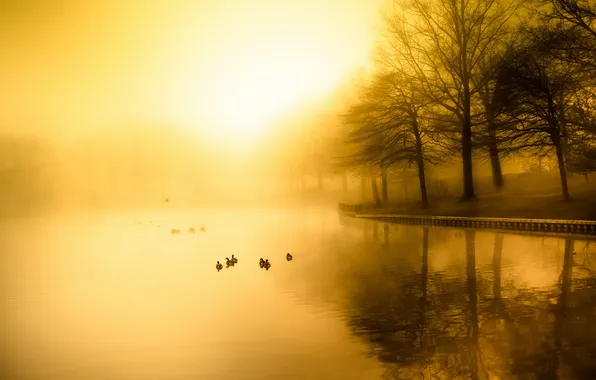 Lake, morning, fog