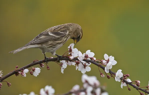 Flowers, branches, cherry, bird, spring