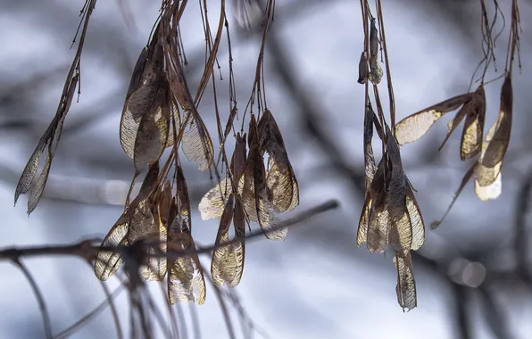 Branches, nature, background