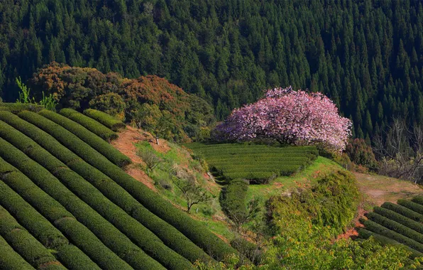 Picture forest, nature, Japan, Sakura, tea plantations