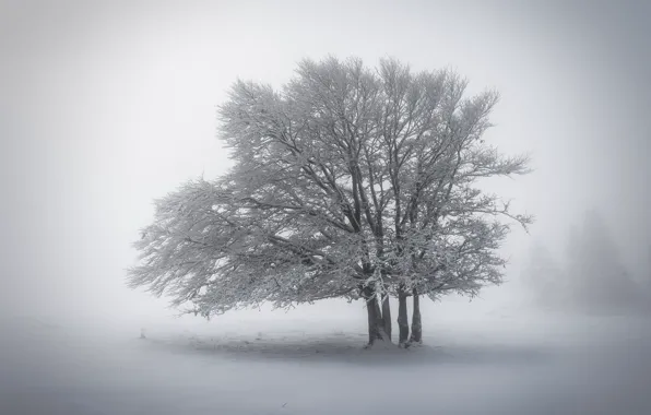 Picture winter, snow, nature, fog, tree
