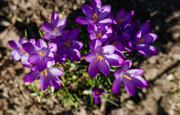 Picture beautiful, violet, FLOWERS