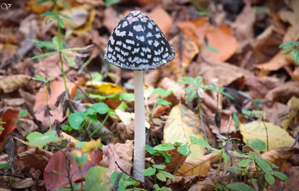 Picture autumn, forest, Mushroom