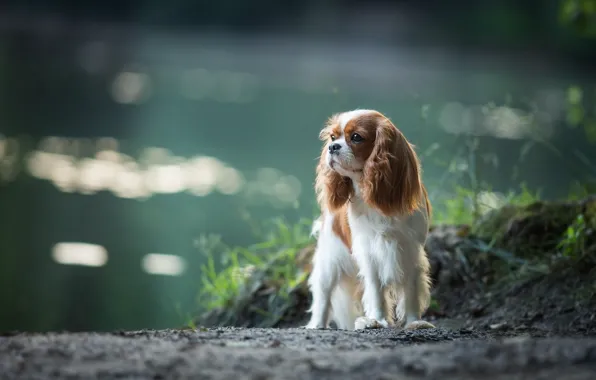 Picture dog, Spaniel, The cavalier king Charles Spaniel