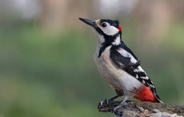 Picture bird, woodpecker, snag