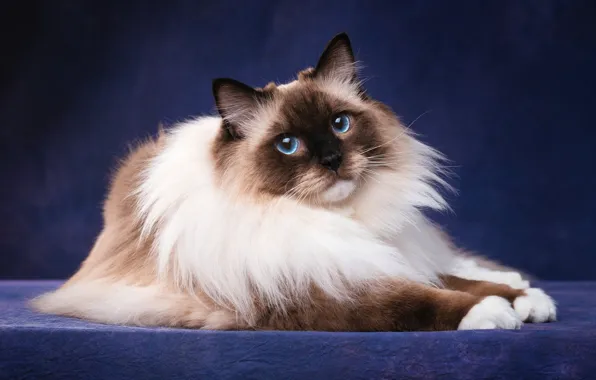 Cat, cat, look, face, pose, the dark background, portrait, lies
