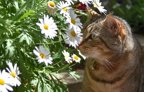 Cat, summer, cat, face, flowers, grey, portrait, chamomile