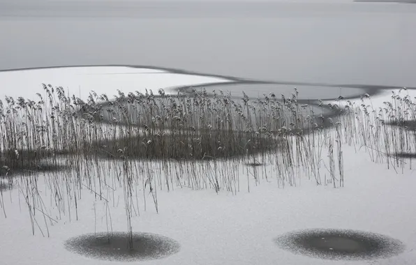 Winter, ice, reed