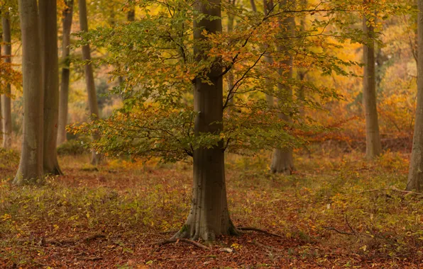 Picture autumn, forest, tree, Autumn colour