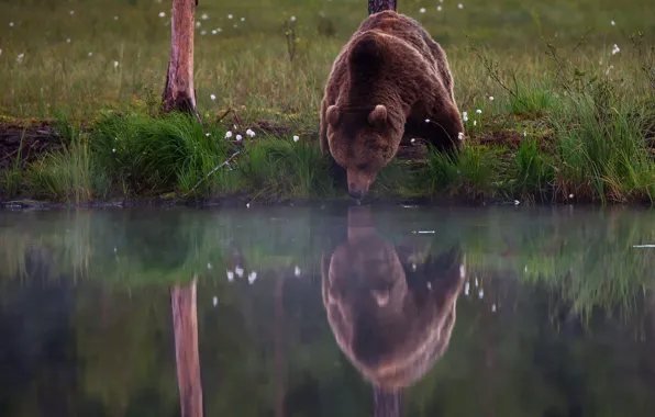 Nature, pose, reflection, bear, bear, drink, pond, brown