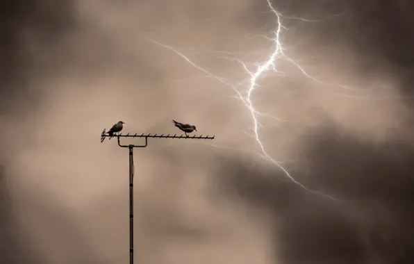 Birds, night, lightning