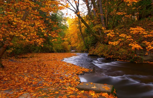 Picture autumn, forest, leaves, trees, river, foliage, Canada, Canada