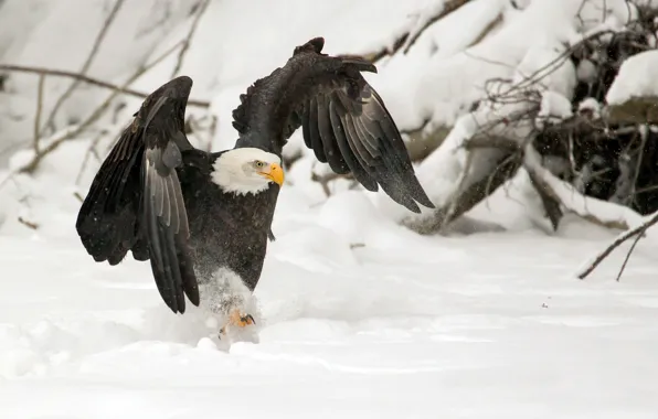 Picture WINGS, SNOW, WINTER, BIRD, PREDATOR, CLAWS, EAGLE