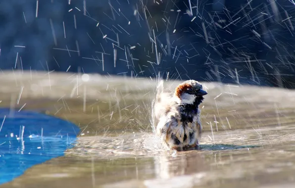 Picture water, squirt, Sparrow, bird, water, sparrow, birdie