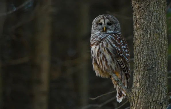 Picture look, trees, branches, nature, the dark background, owl, bird, owl