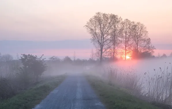 Road, the sky, grass, the sun, clouds, light, trees, fog