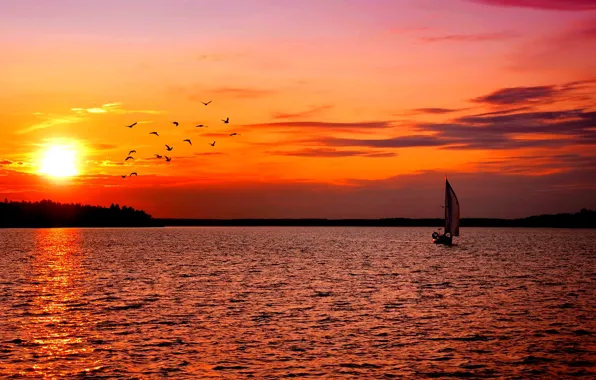 Forest, landscape, sunset, birds, nature, shore, the evening, yacht