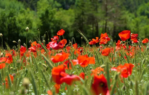 Greens, light, flowers, Maki, meadow, red, a lot, poppy field