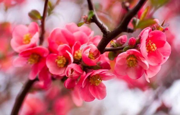 Flowers, branches, blur, spring, red, flowering, bokeh, quince