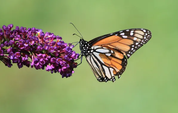 Butterfly, flowers, stems, wings, buds, wings, butterfly, flowers