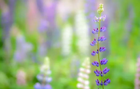 Picture flower, macro, lilac, focus, Lupin