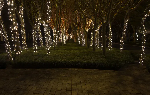Trees, night, holiday, the atmosphere, beautiful, photographer, embellished, fairy lights