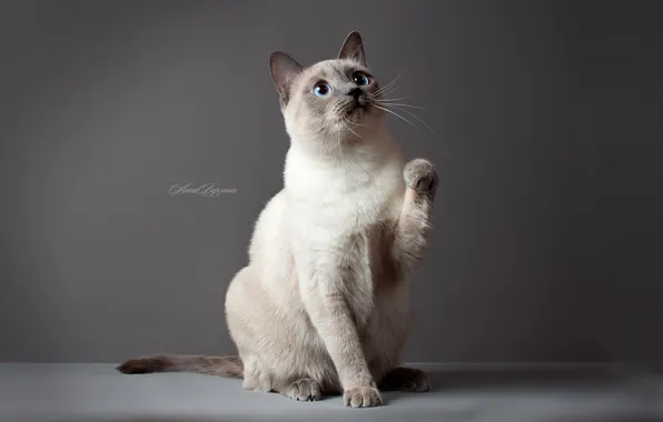 Cat, eyes, cat, Wallpaper, grey background, Thai cat, the Thai cat, Wallpaper cat widescreen