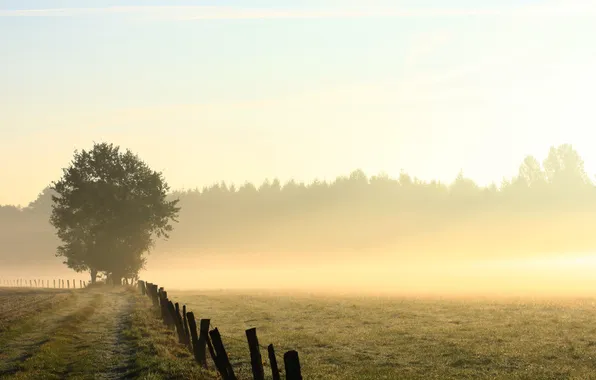 Road, field, grass, trees, fog, Rosa, the fence, morning