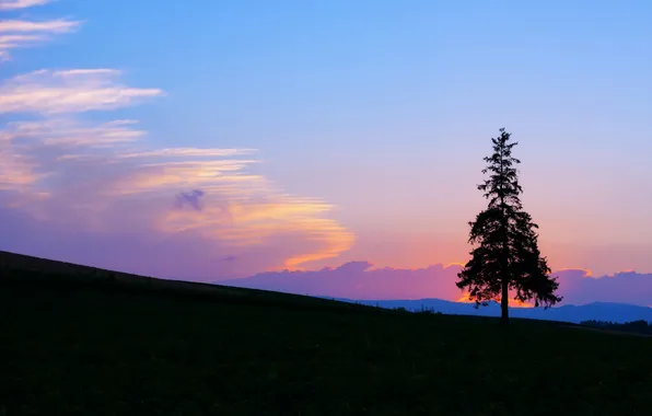 Grass, trees, sunset, slope, horizon, Winter Wonderland