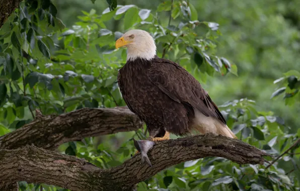 Branches, tree, bird, fish, mining, Bald eagle, catch